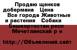 Продаю щенков добермана › Цена ­ 45 000 - Все города Животные и растения » Собаки   . Башкортостан респ.,Мечетлинский р-н